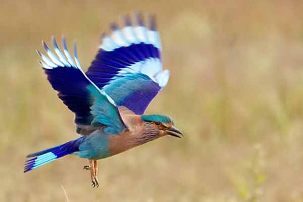 Birding in Bandhavgarh and Panna