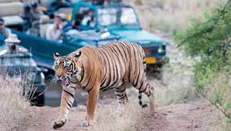 Ranthambore Tour From Thailand